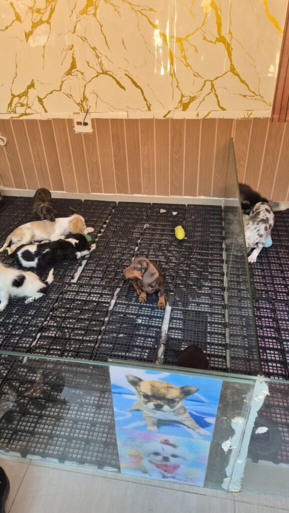Espaço para encontrar seu novo animal 